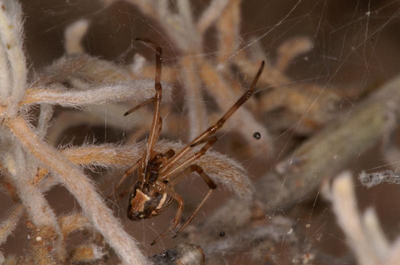 Latrodectus_hasselti_D7176_Z_88_Kidmans camp_Australie.jpg